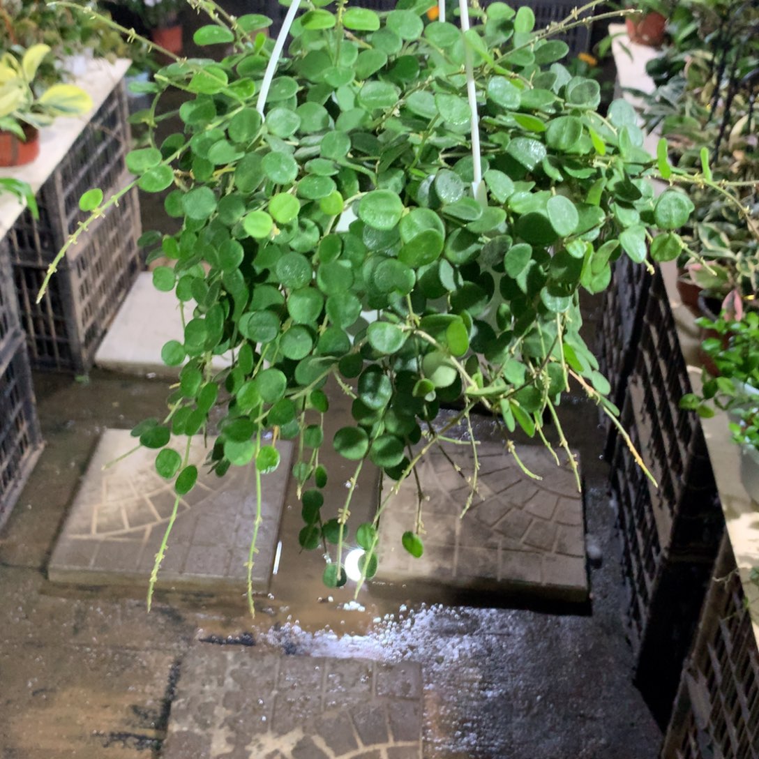 ****敏无花朵原种匍匐球兰A374