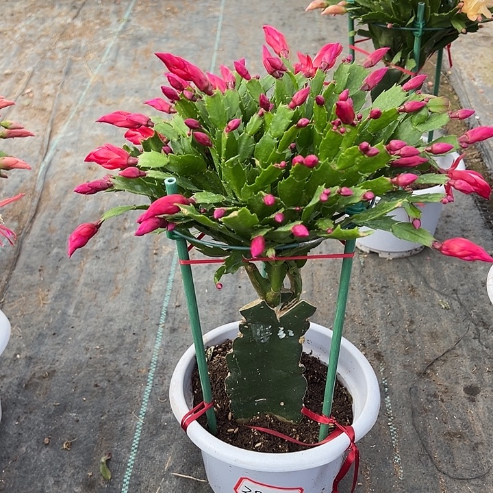 白盆红色蟹爪兰2828