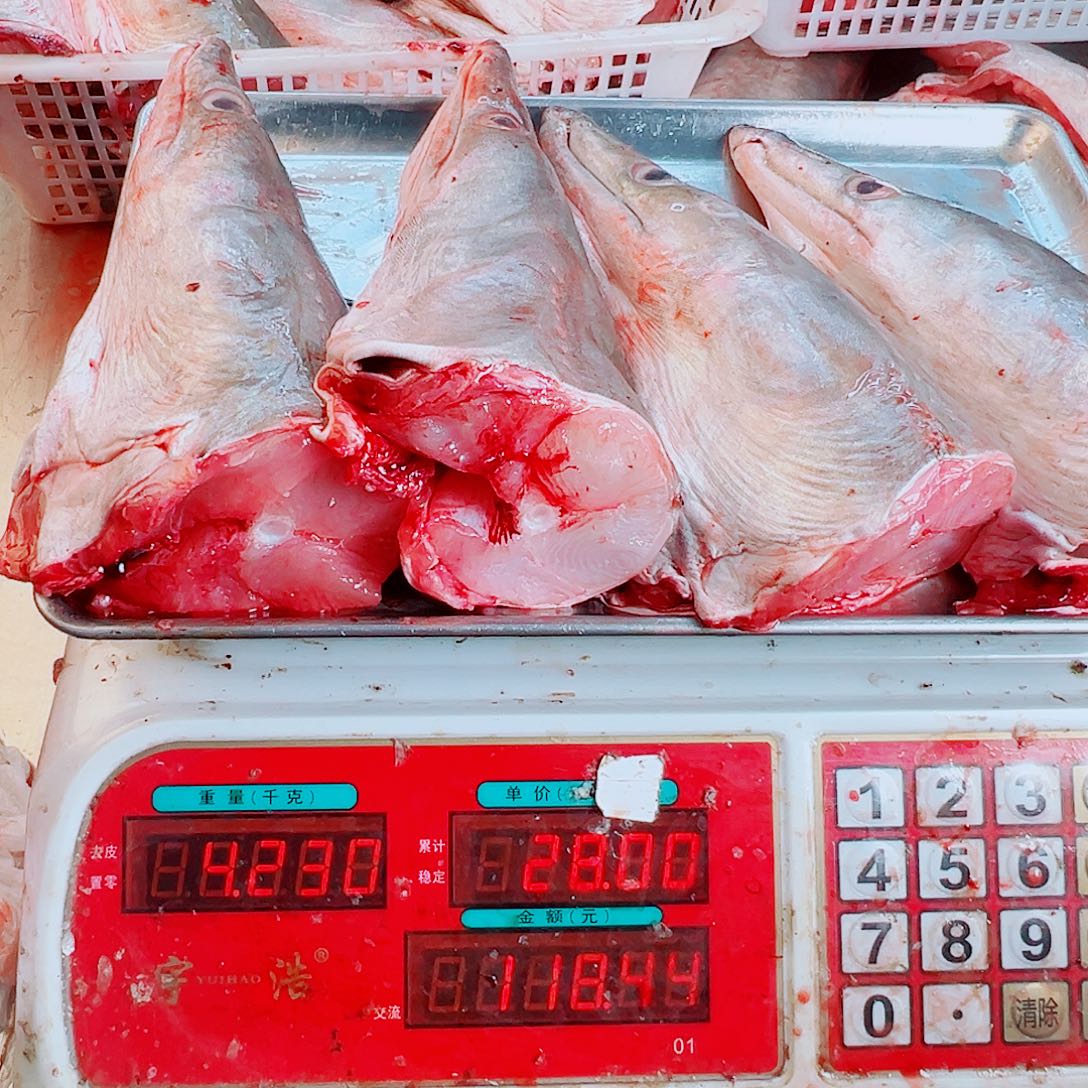 中国大陆四个鳗鱼头
