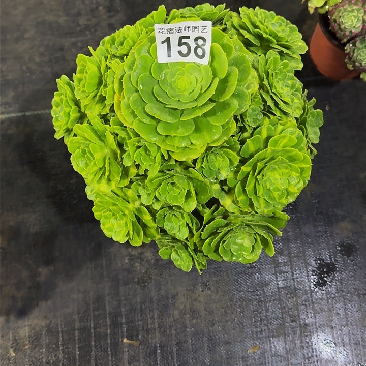 红陶用****6翡翠琉璃158