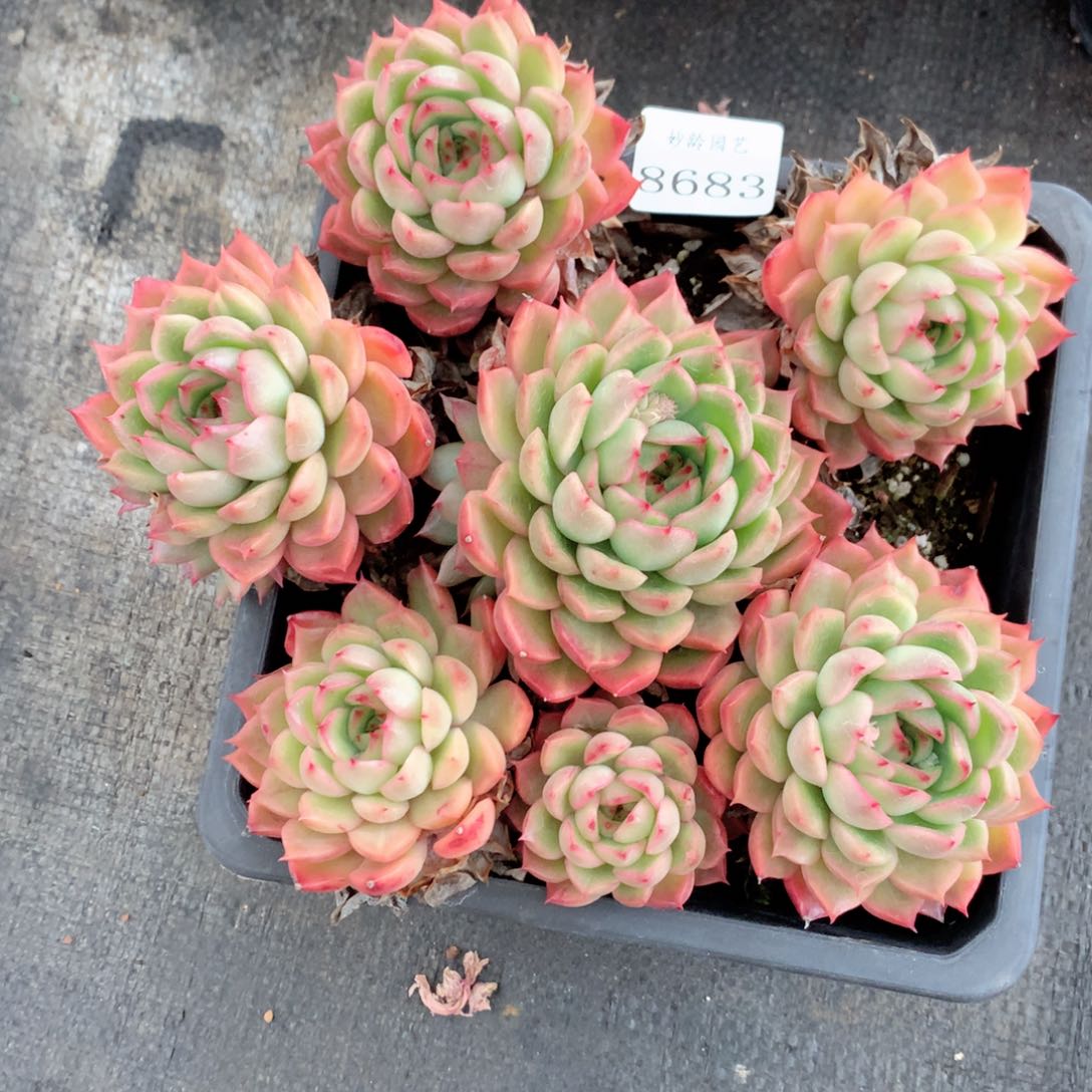 8683杂交多肉植物基地