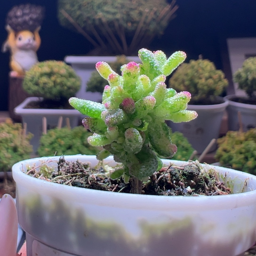 103花斑露一物一拍带盆土发货