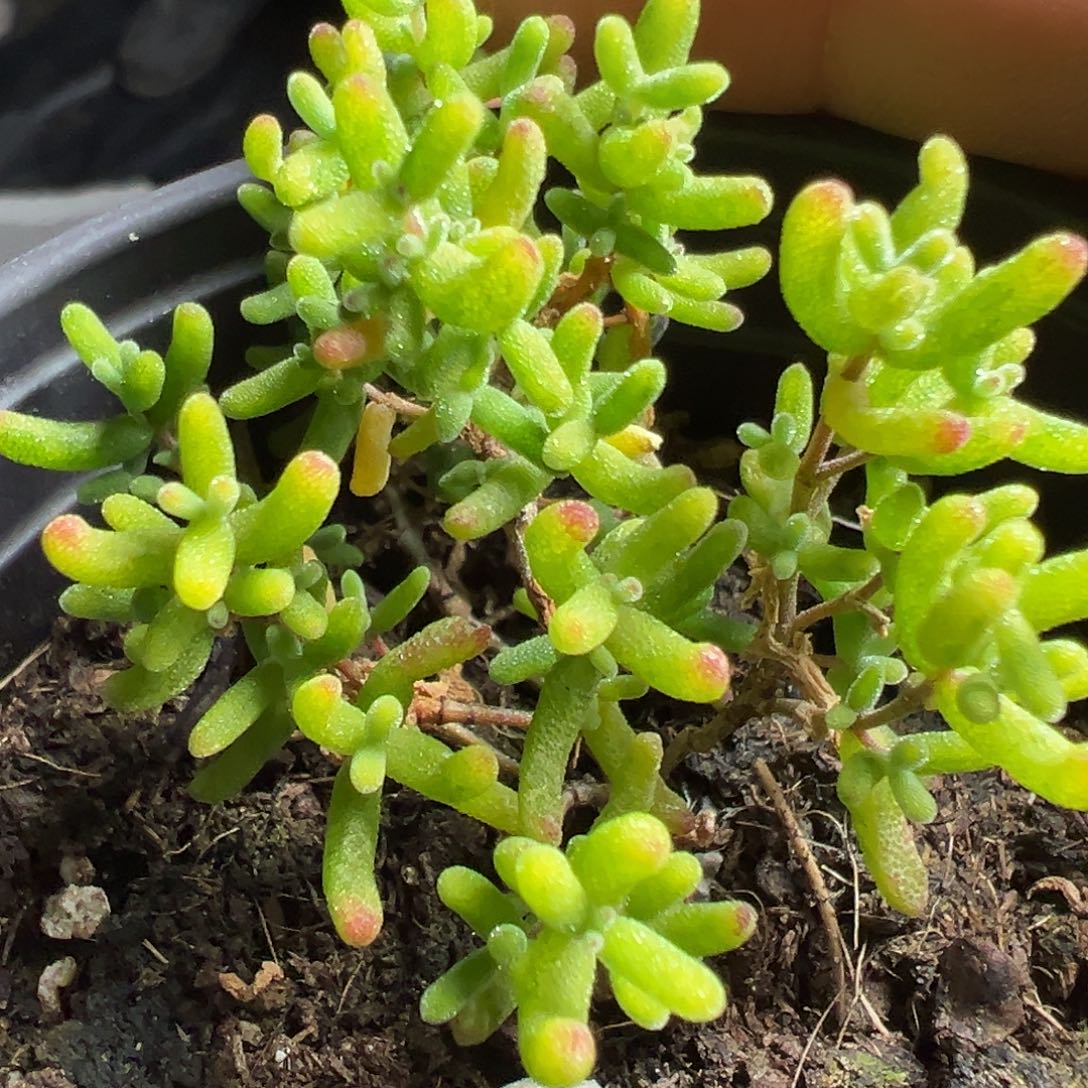 花斑锦90杯老桩福利