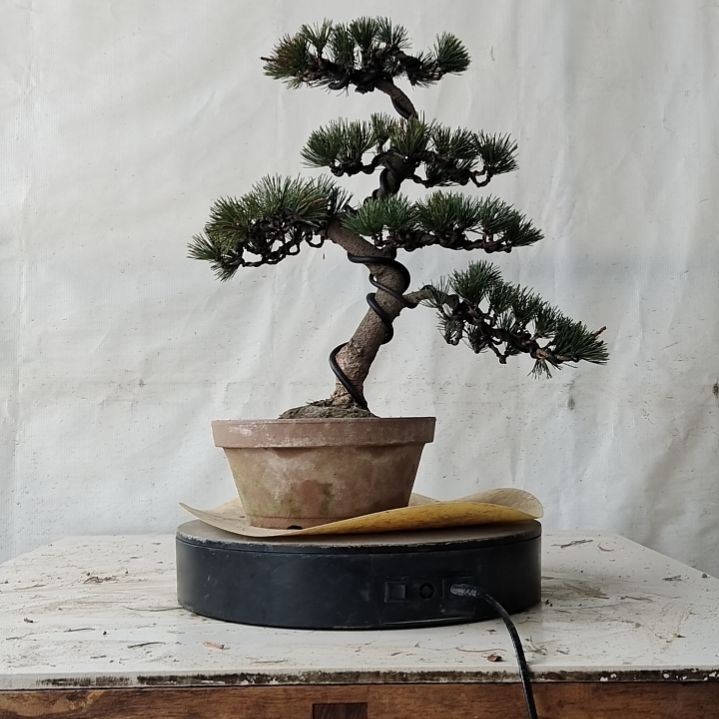 五针松老盆口老桩老