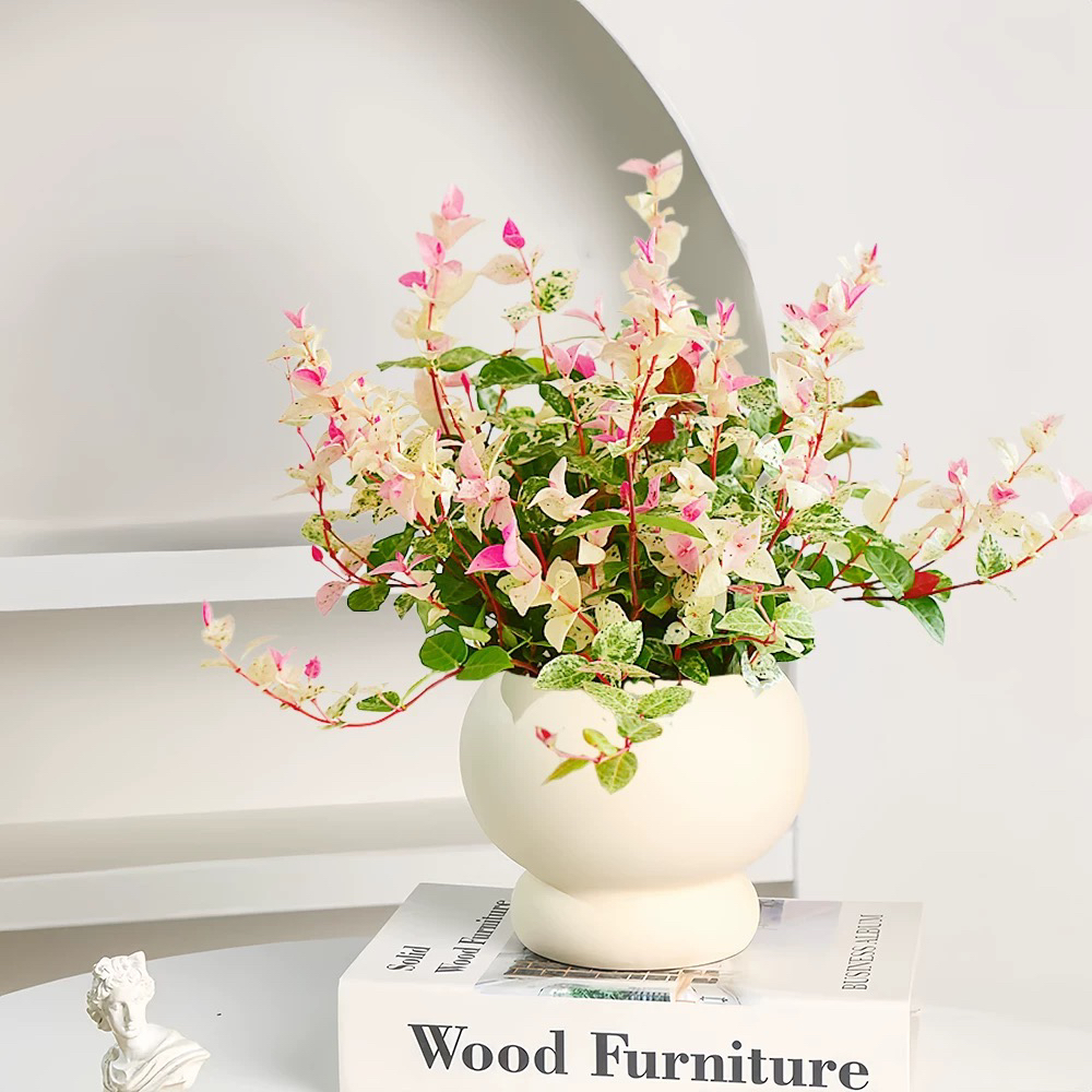 花叶络石盆栽七彩爬藤植物室内阳台垂吊绿植花卉办公室桌面耐寒