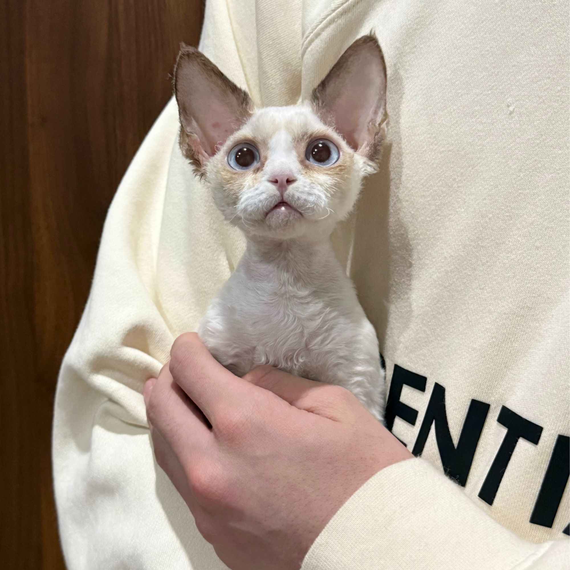 0402山山海豹开脸