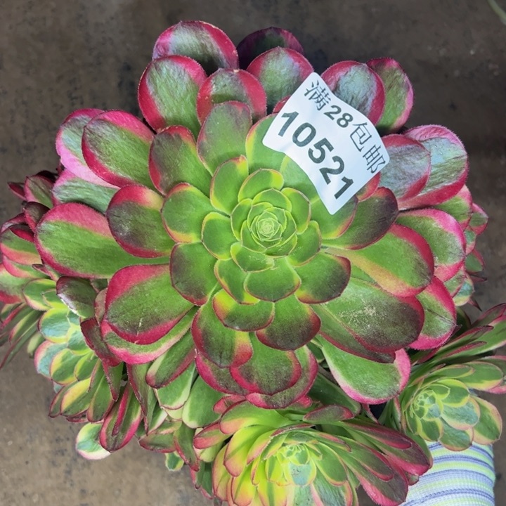 10521奶白多肉植物