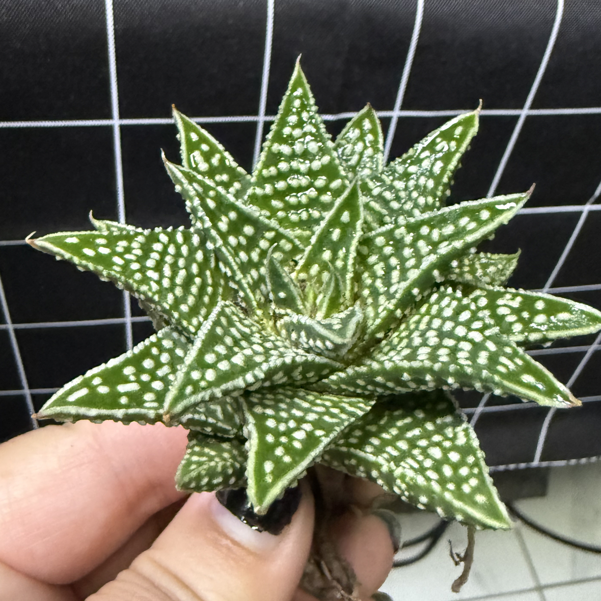 流星硬叶优选十二卷