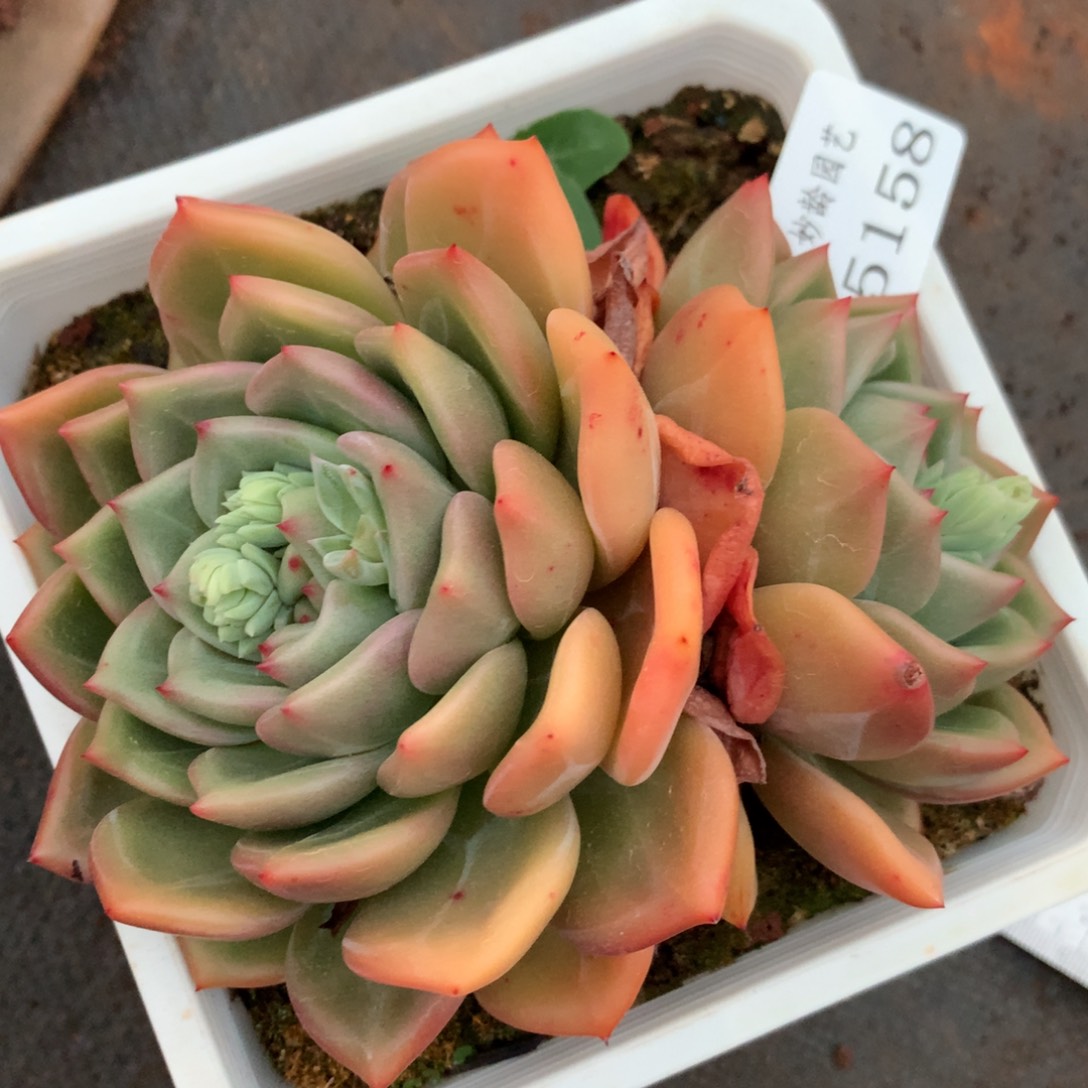 5158杂交精品基地13厘米