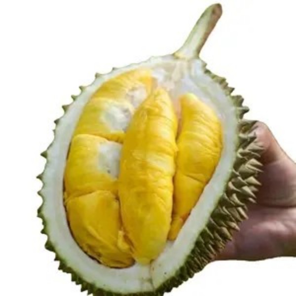 火凤凰鲜果榴莲马来西亚核小肉多2-7斤新鲜榴莲