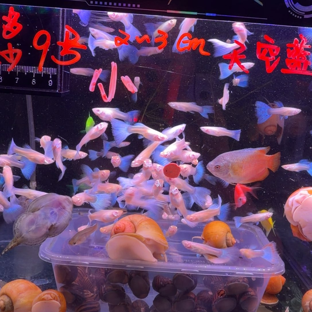 孔雀鱼小蓝白32条(20送12条备损)