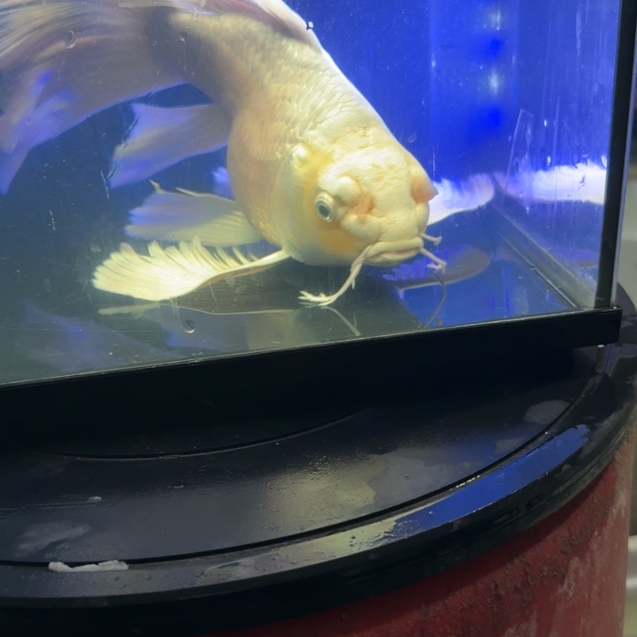 碧***天海水鱼蝴蝶鲤180元