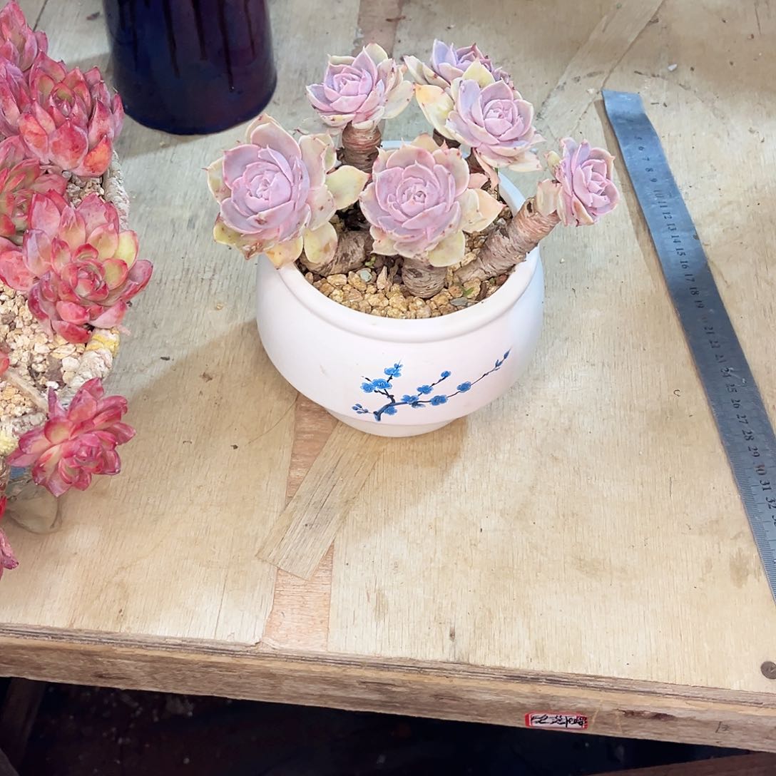 苹*?你是否还记得你曾经在．．．．你