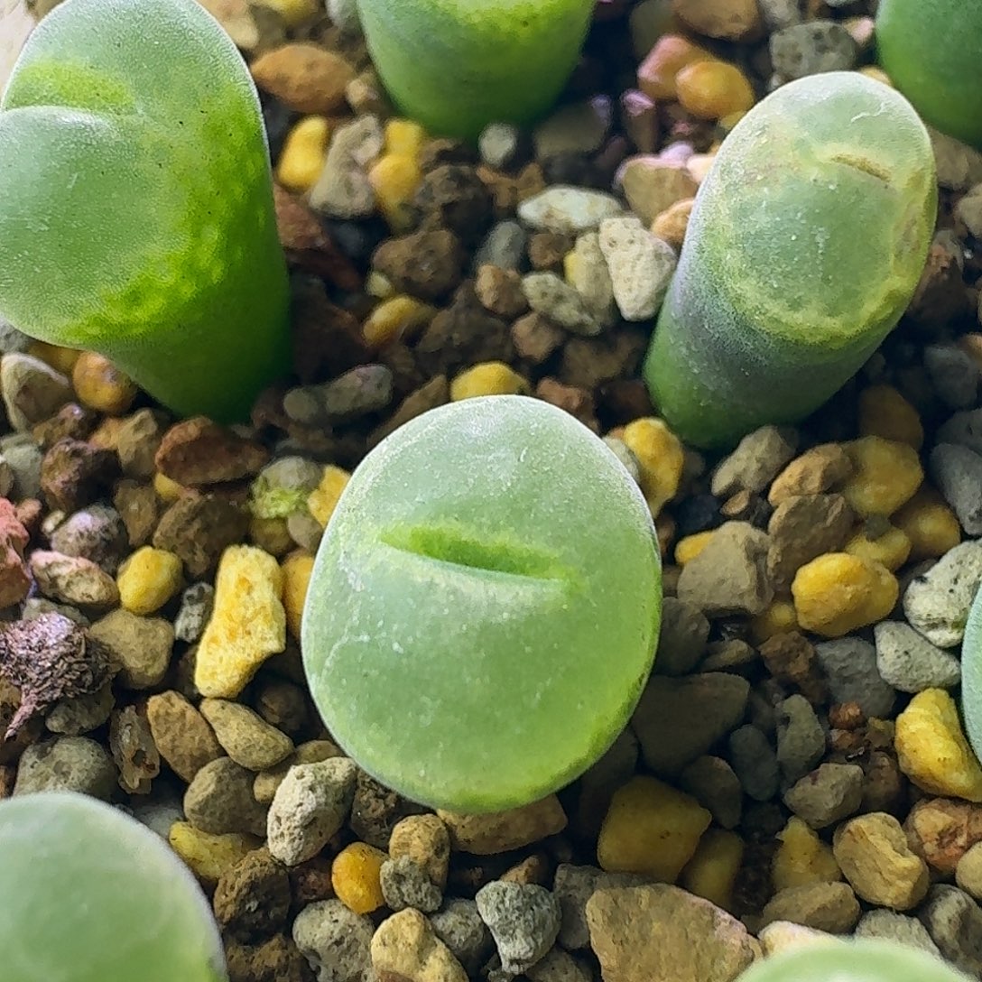 71号风铃y361胭脂扣1cm