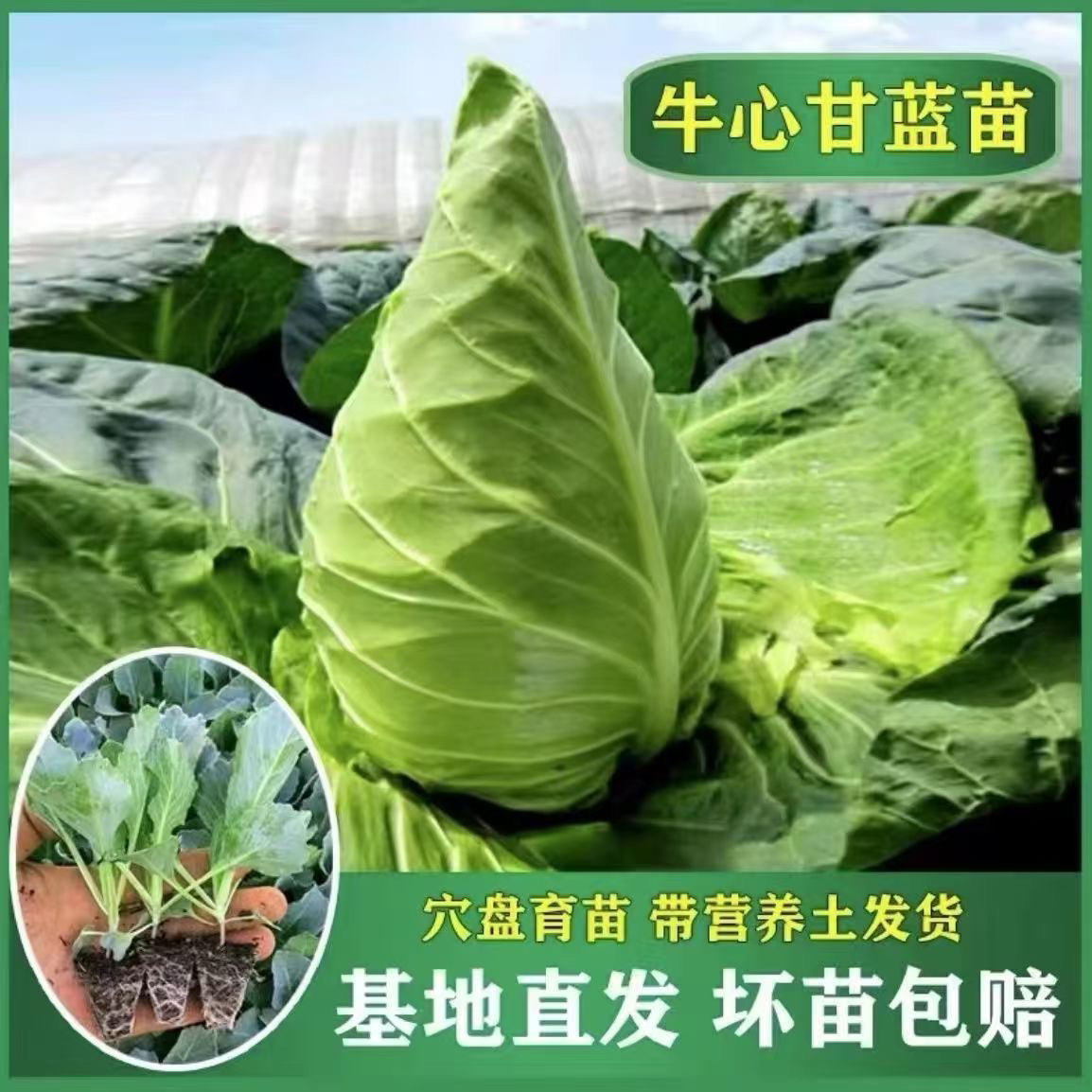牛心甘蓝秧苗特大高产耐寒越冬早熟尖包菜卷心菜苗蔬菜秧苗