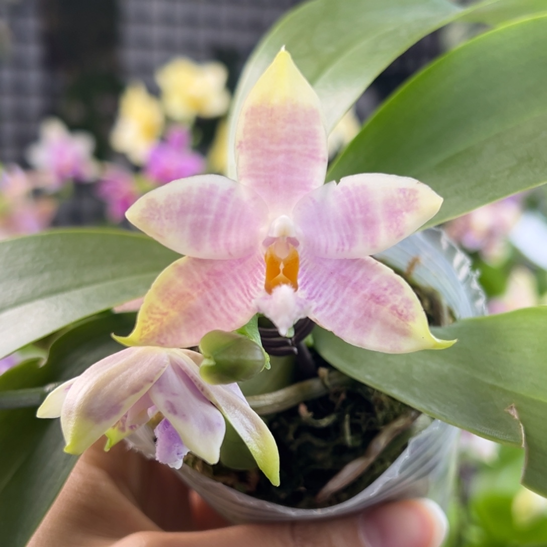 完全开放3号开播福利，68米