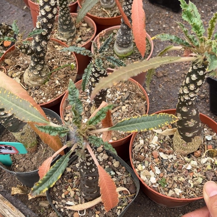 长叶琉桑好养皮实好活