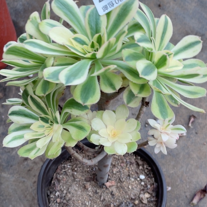 727白兰地有砍多肉1，113445789