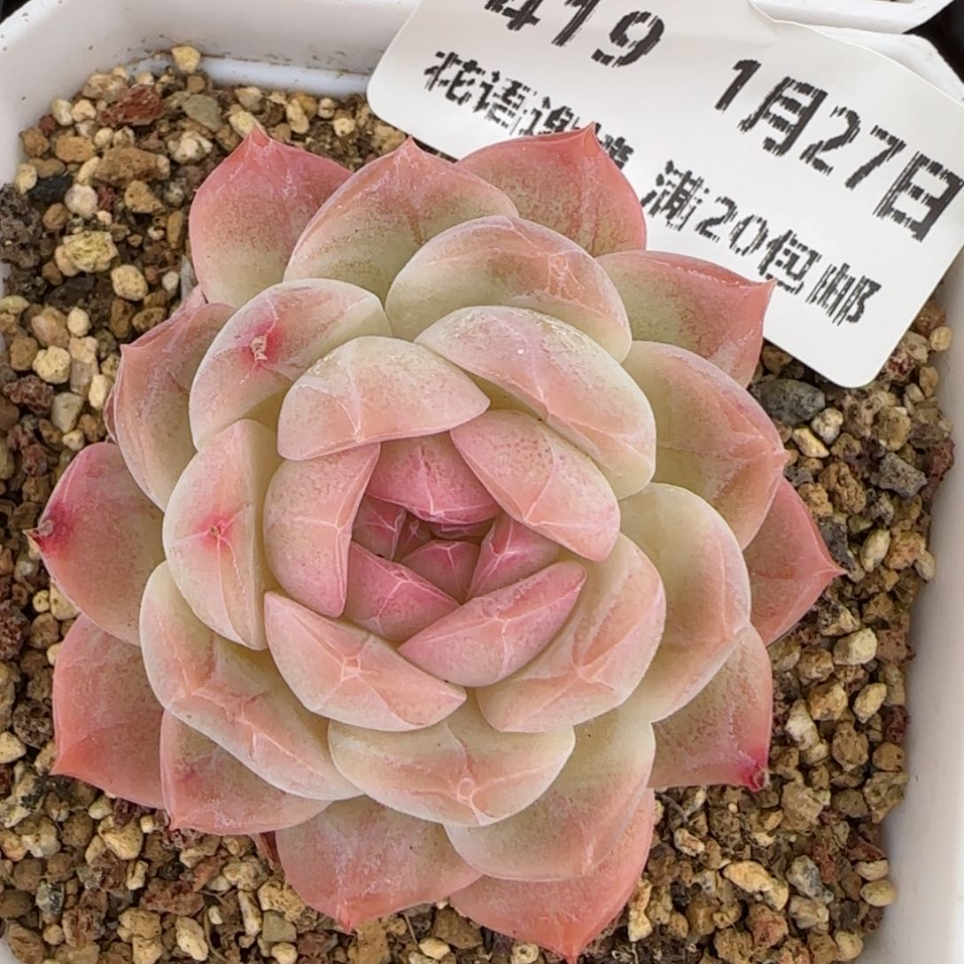 花语逸镜0127-419