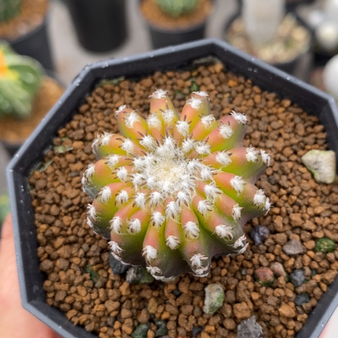 奇特球实生仙人球