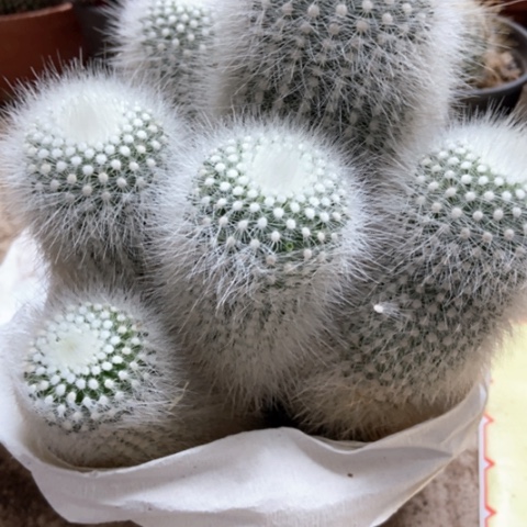 白小丁仙人球25米仙人球