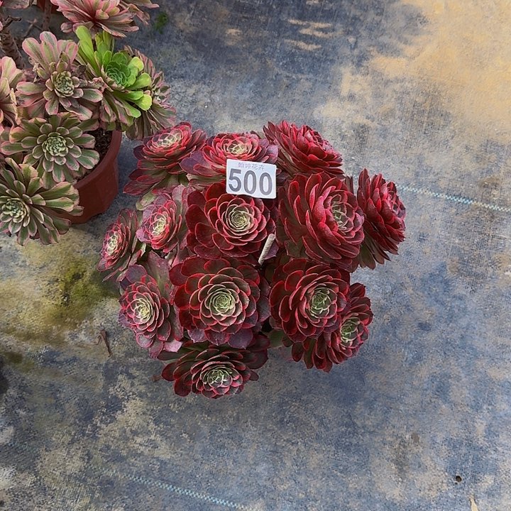 0000000000000500粉花妖