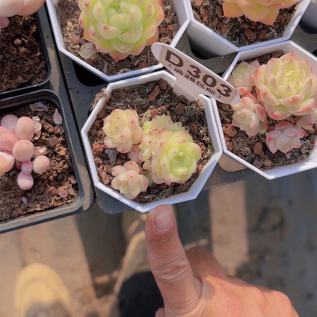 D303默契感一物一拍