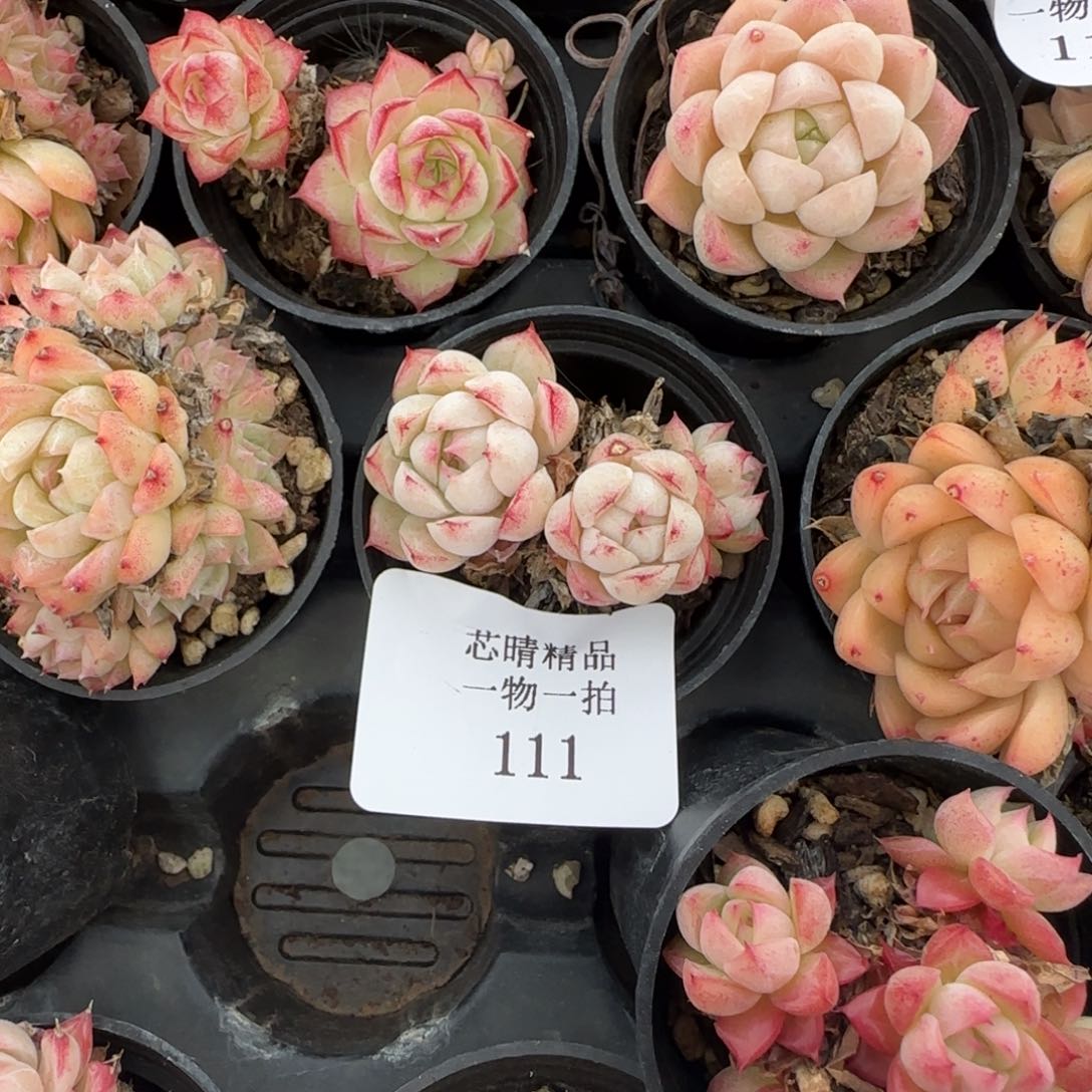 c**?闪购精品多肉111号