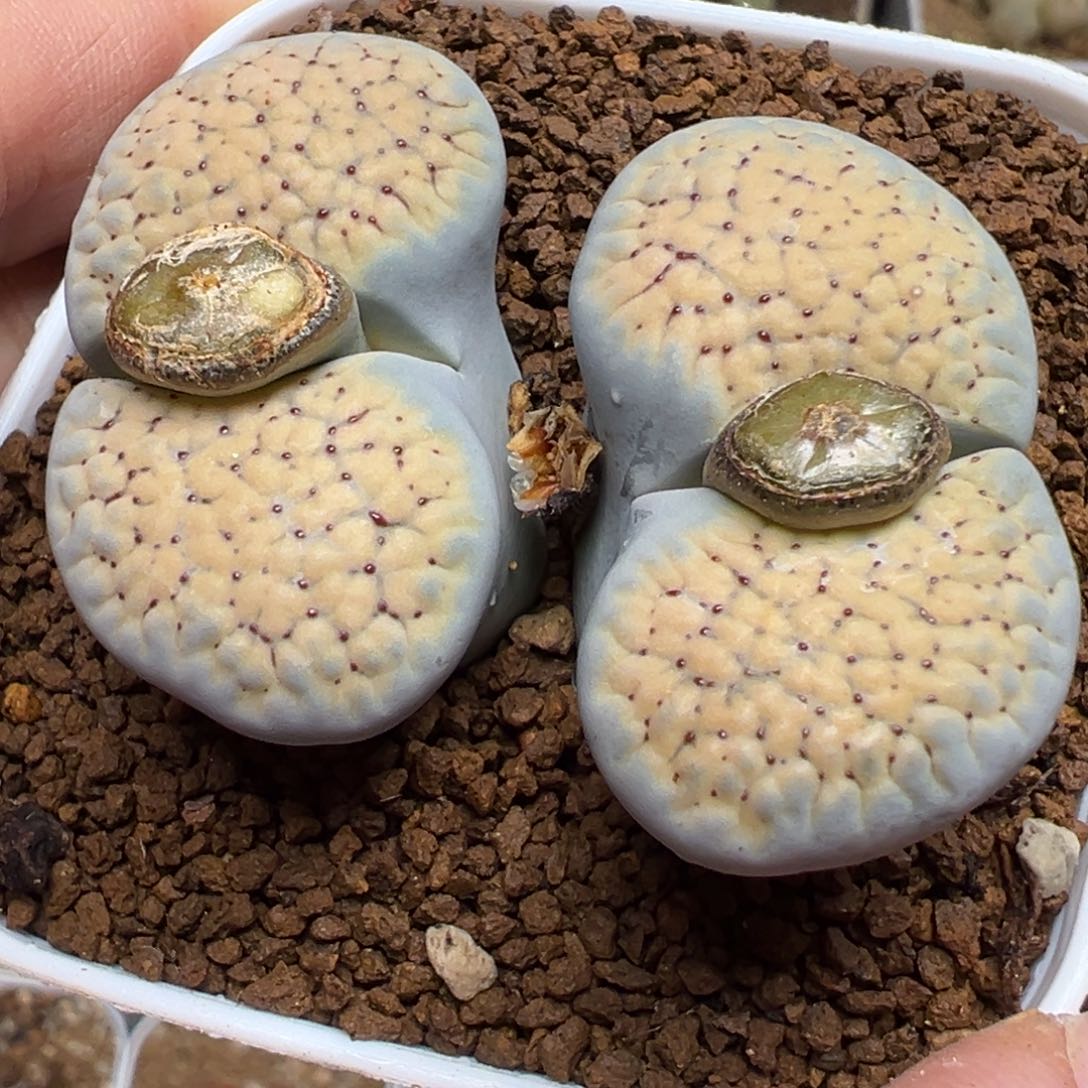 3.5厘米单头德州玫瑰血点