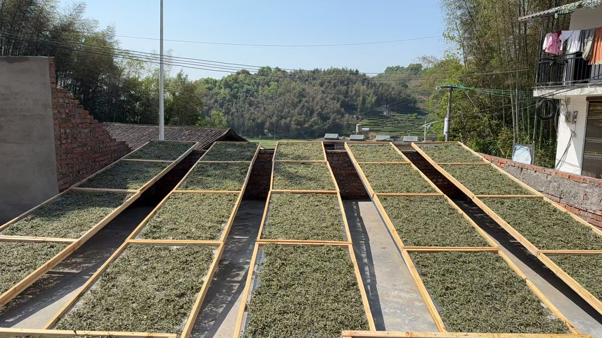 1号牡丹福鼎白茶源头厂家全场炸福利