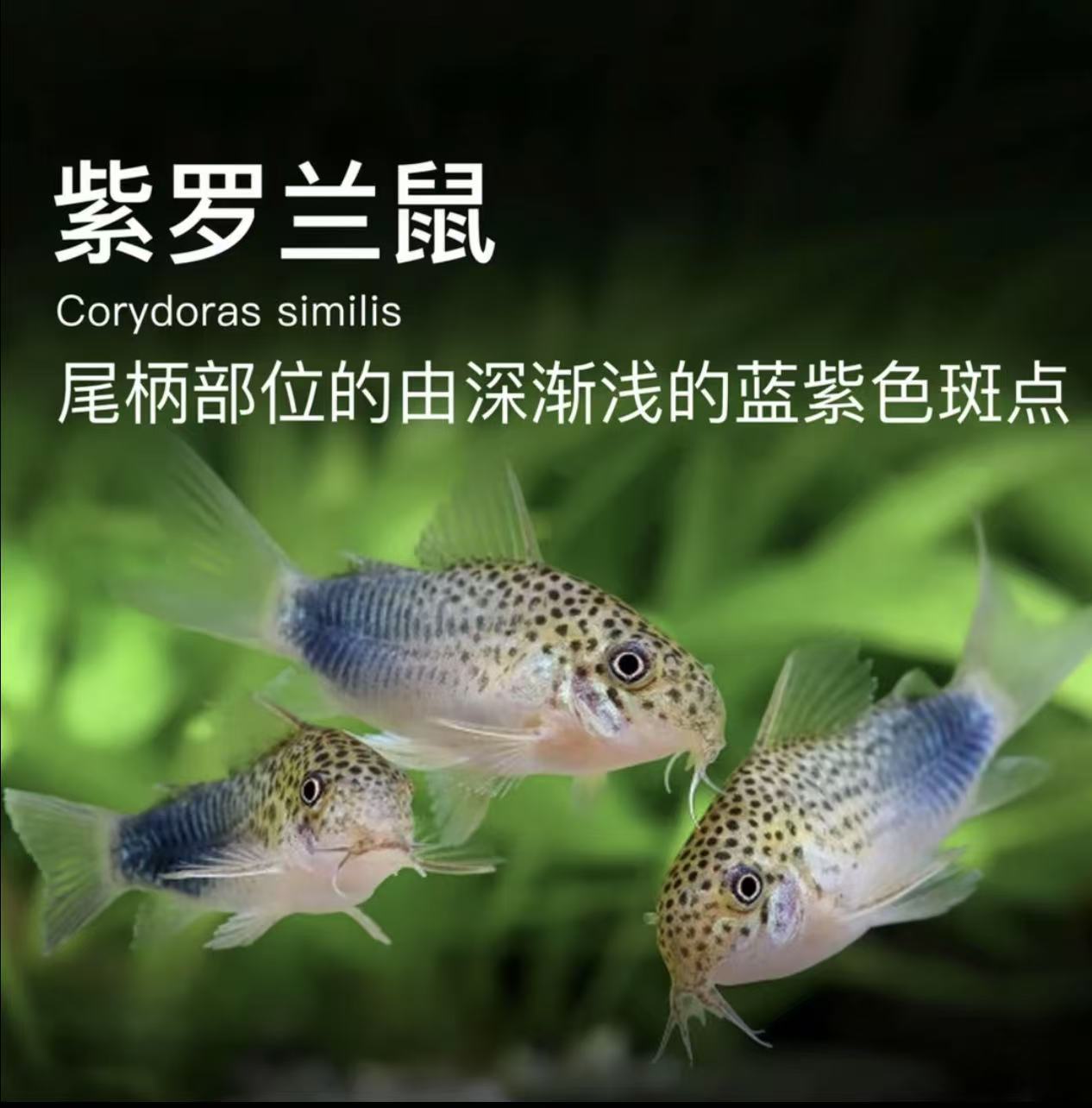 紫罗兰鼠鱼热带小型饲养混养工具鱼清洁底层观赏鱼