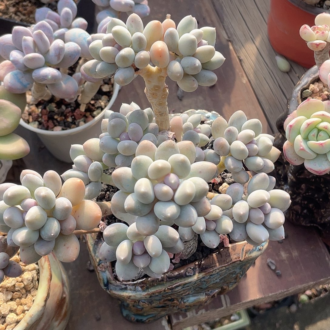 溜溜球 13个头 脱土发 建议盆口12