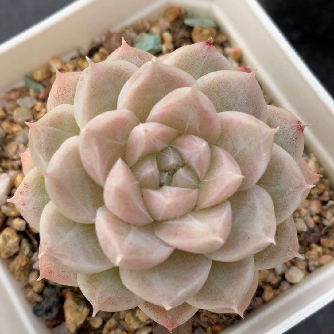 0215-105 麦杆优选