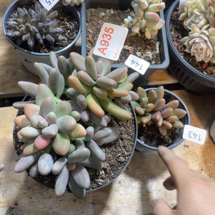 935 满20包邮脱土发货