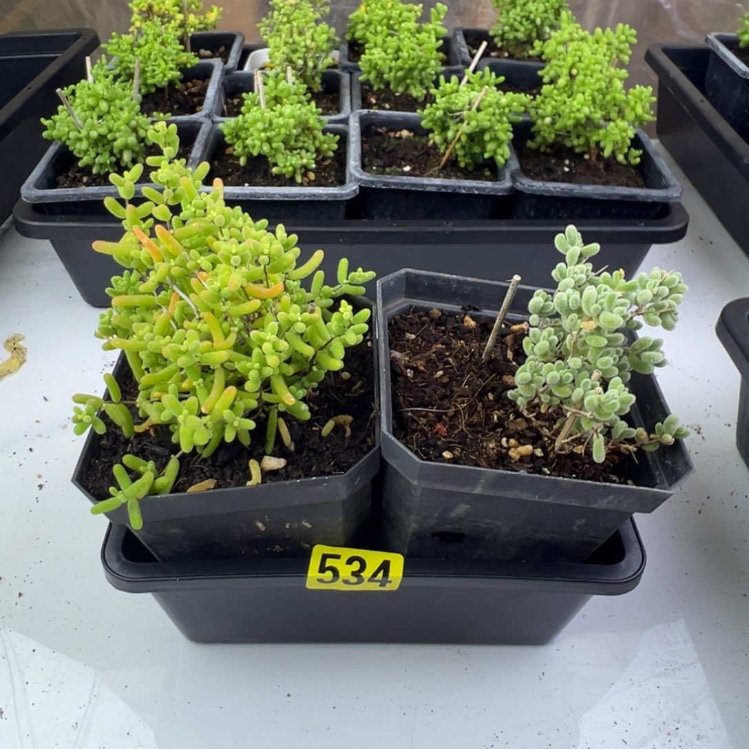 枝干番杏多肉植物534
