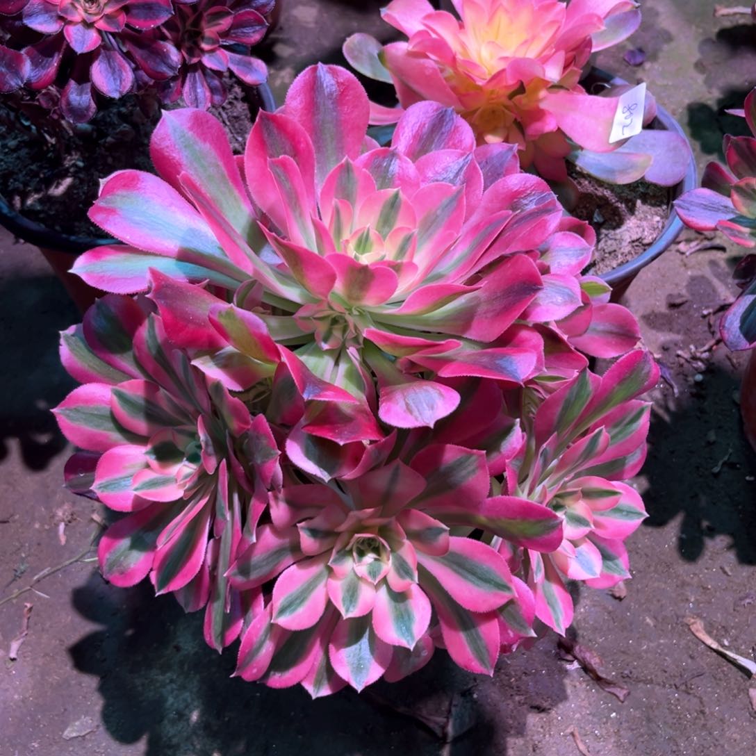 多肉植物女巫892