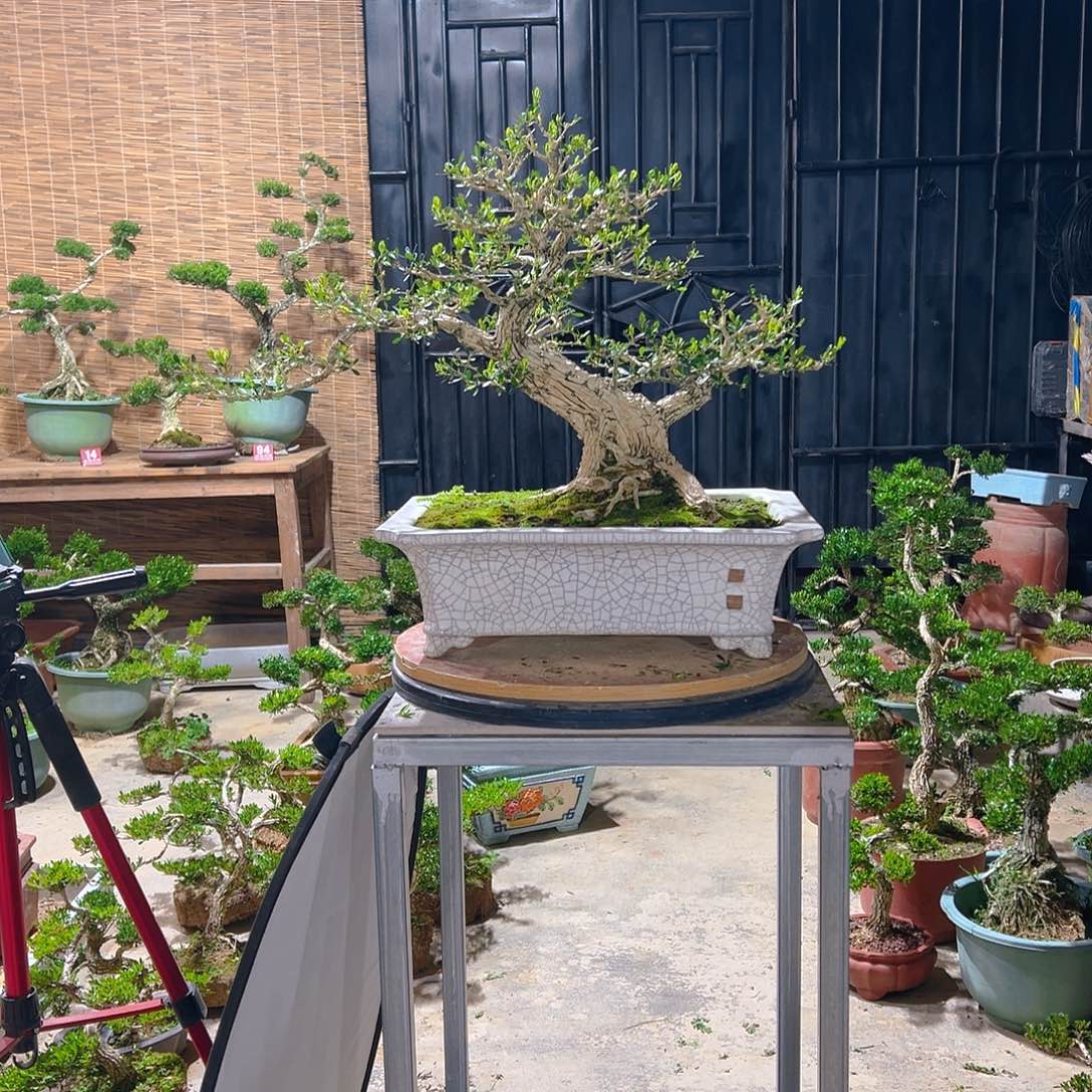 ᥫ***烨无花朵广东雀舌皱皮黄杨盆景