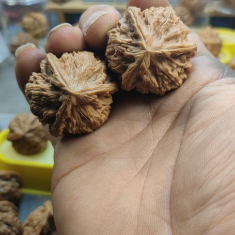 大***权木质类玉龙粗筋三棱核桃