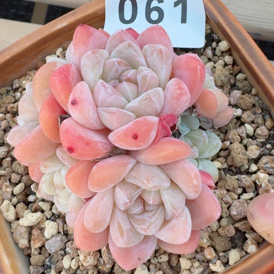 冰玉群生六头         精品多肉