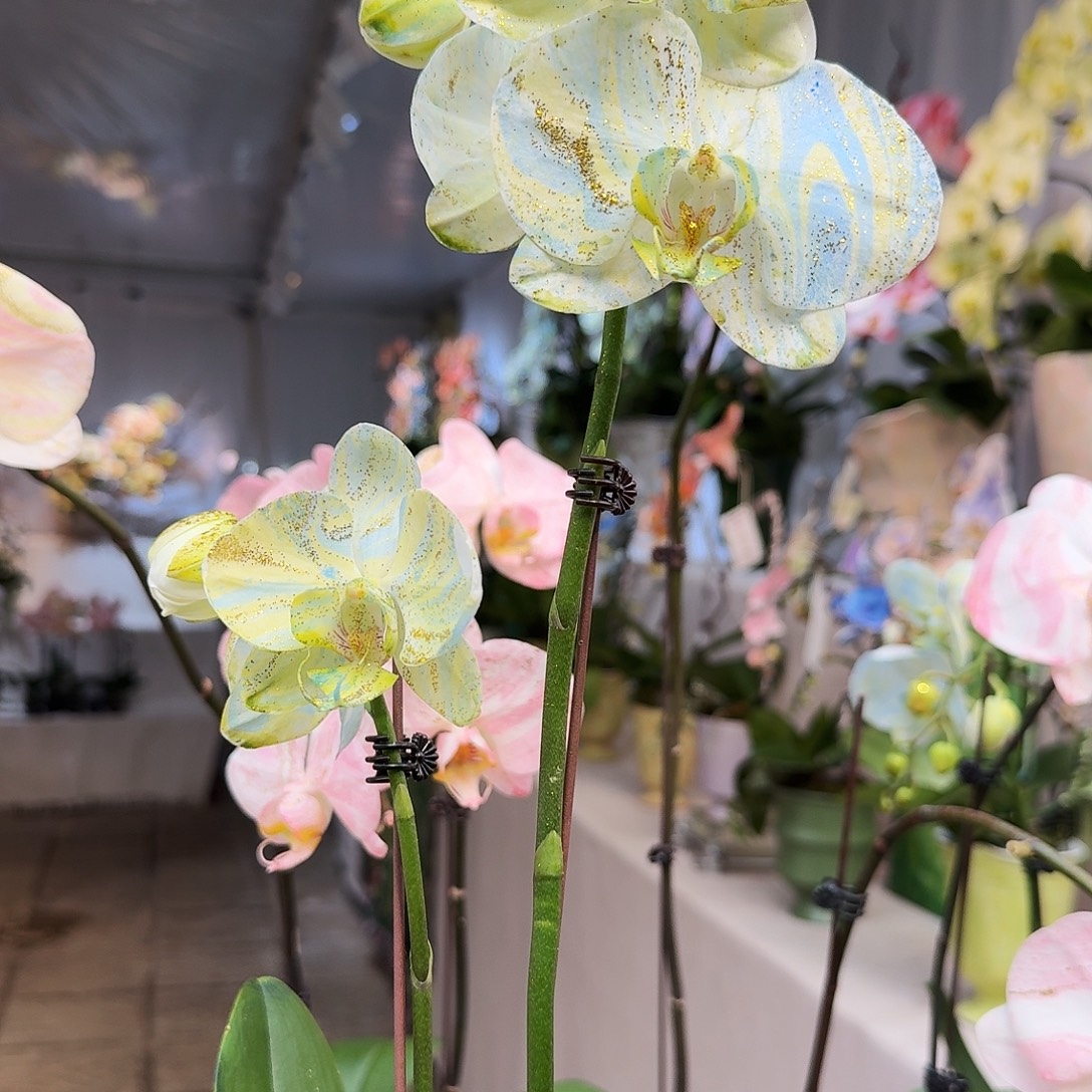 完全开放一物一拍