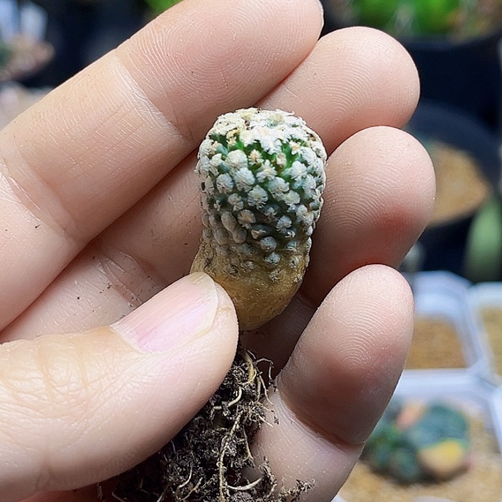 赤花蔷薇丸实生球1.6公分