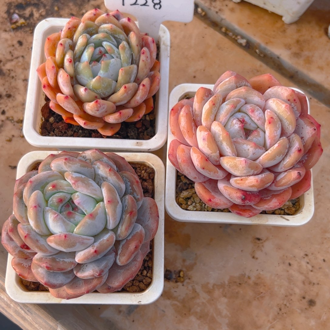 堂**乐星影，雪天使，韩橙三颗1228号