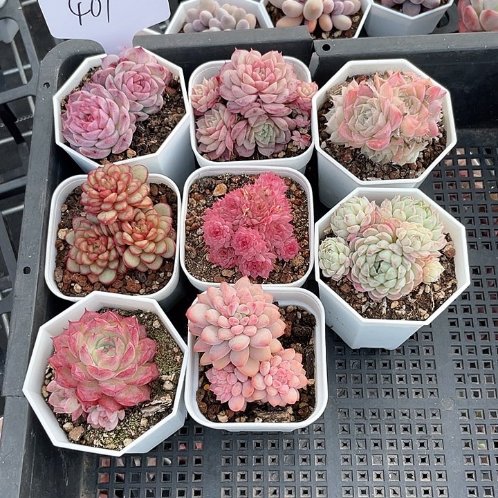 薇薇安园艺多肉401