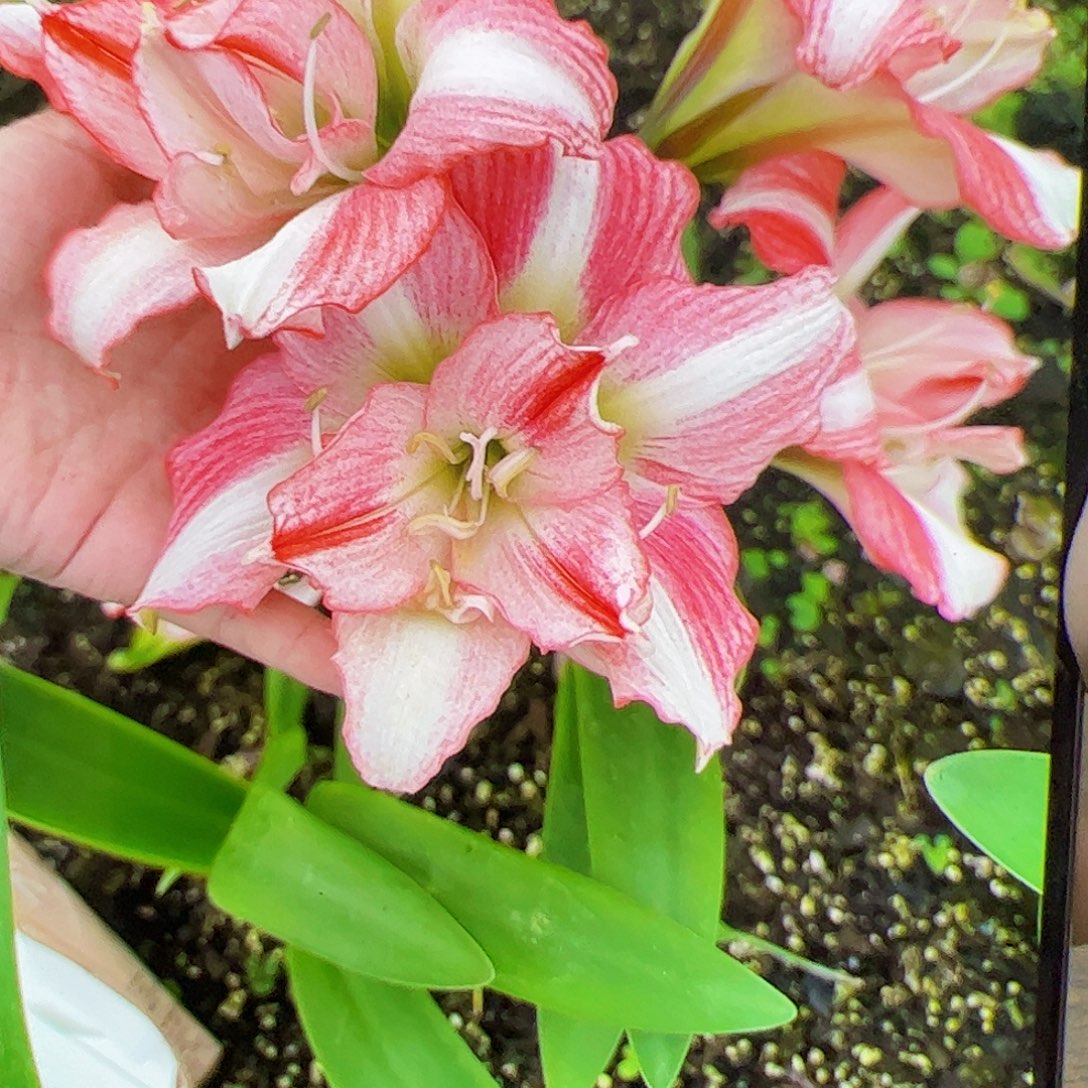 花***草朱顶红双面5cm+带侧