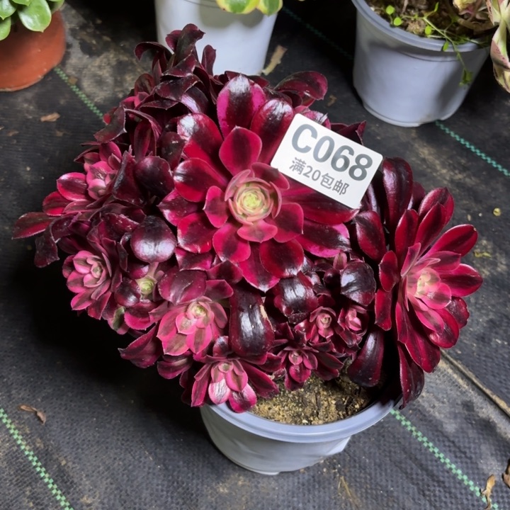 瑞妈一物一拍068