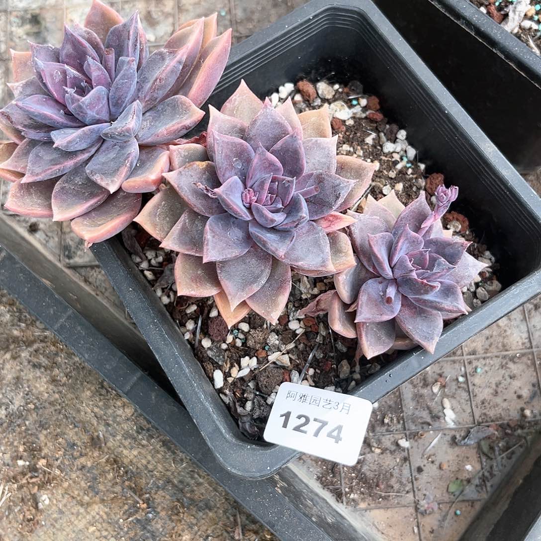 阿雅园艺。    1274