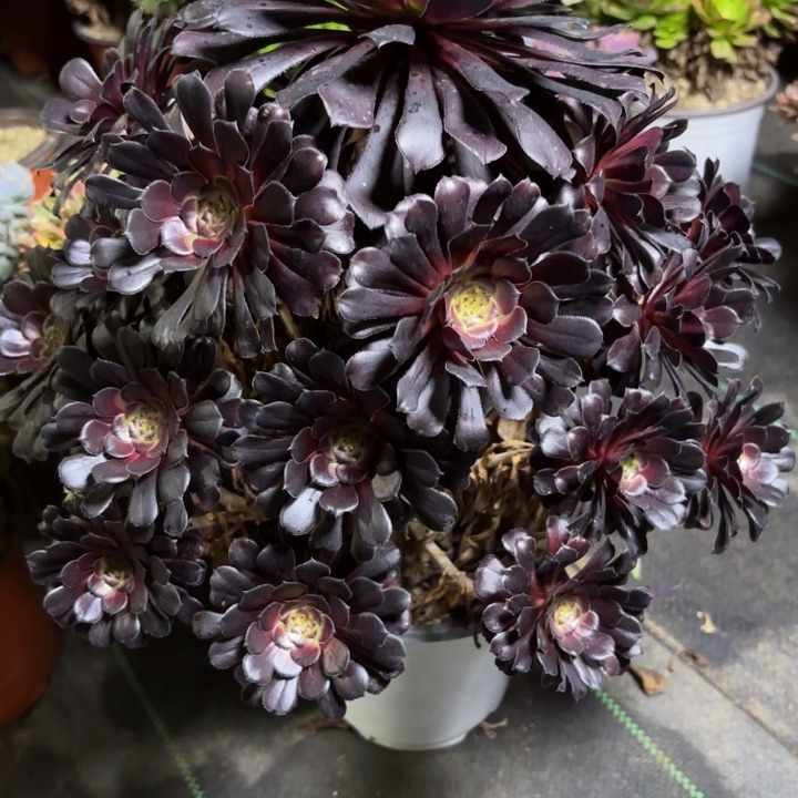 瑞妈一物一拍 606