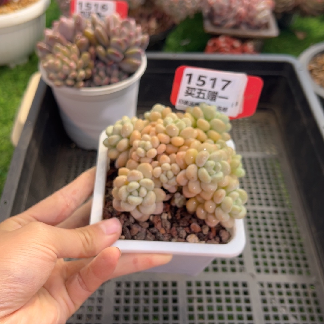 表妹精品多肉1517.