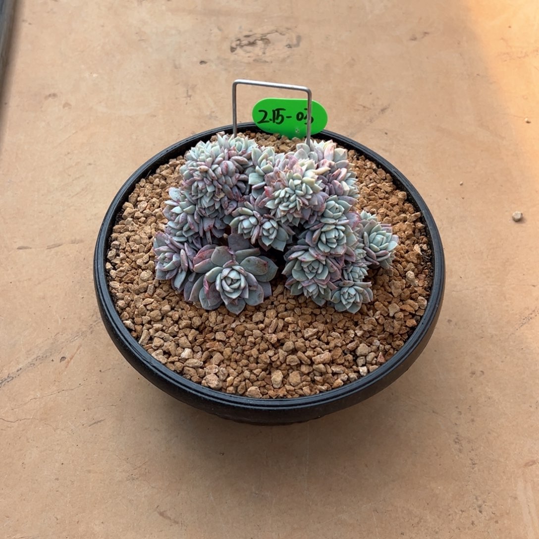 宝*?2.15.03黛露露朵朵缀化