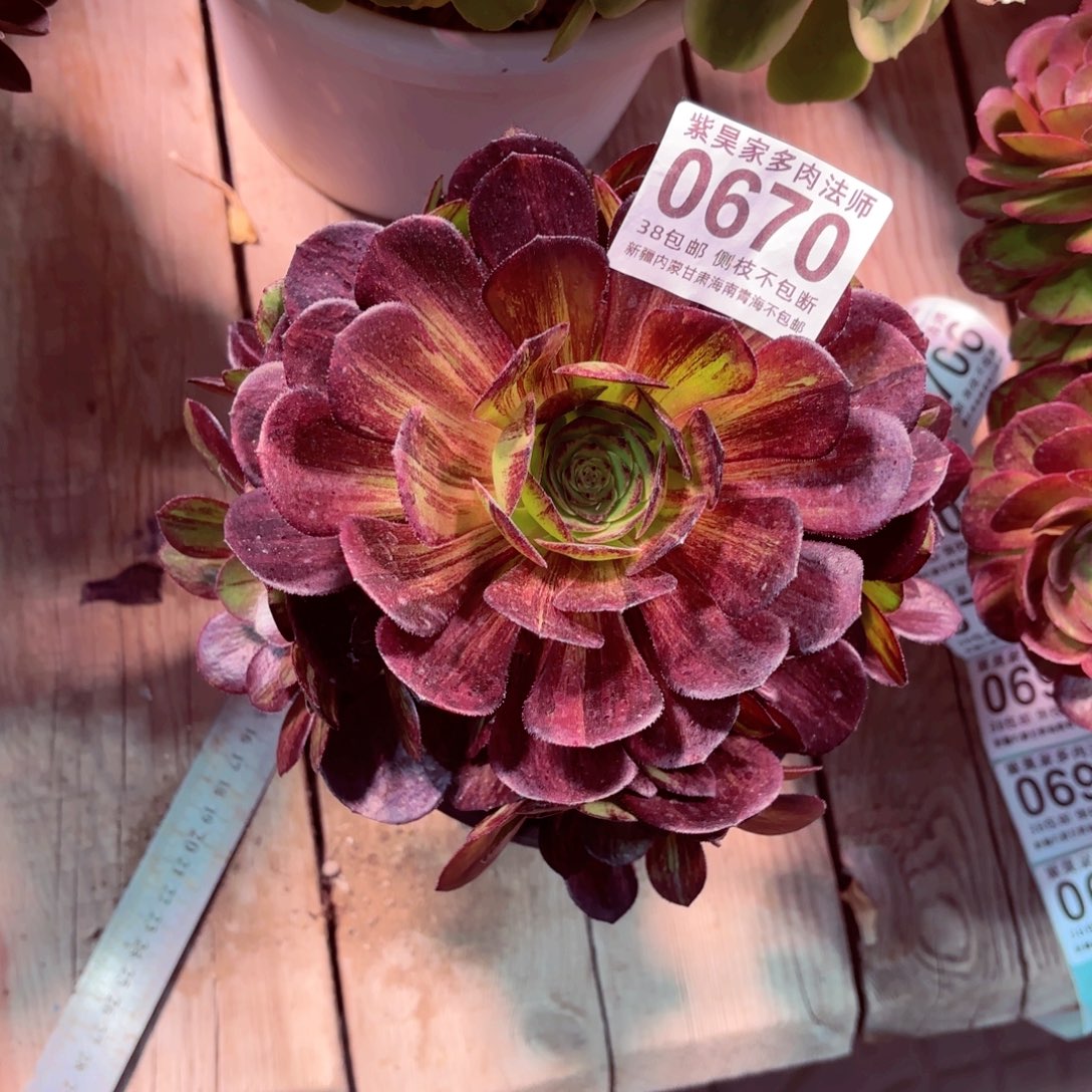 1棚法师00000000670墨染